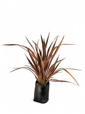 Phormium Flax "Pink Stripe' 10Liters. Phormium Flax "Pink Stripe' 10Liters.