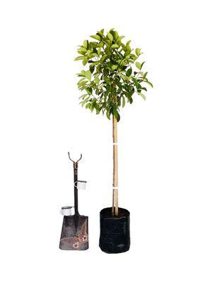 Viburnum Odoratissimum Sinensis "Sweet Viburnum" Standard Large 20Liter