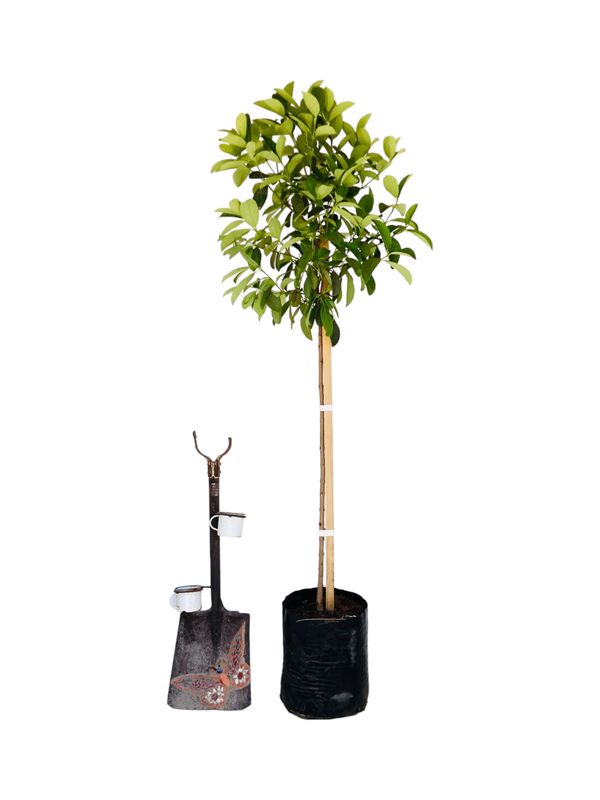 Viburnum Odoratissimum Sinensis "Sweet Viburnum" Standard Large 20Liter
