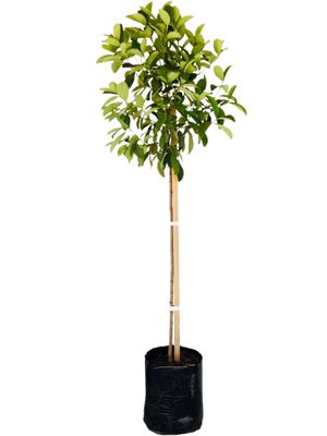 Viburnum Odoratissimum Sinensis "Sweet Viburnum" Standard Large 20Liter