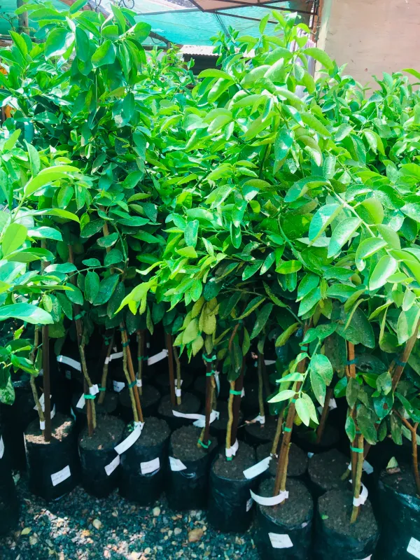 Citrus Latifolia "Bearss Lime" 5Liter