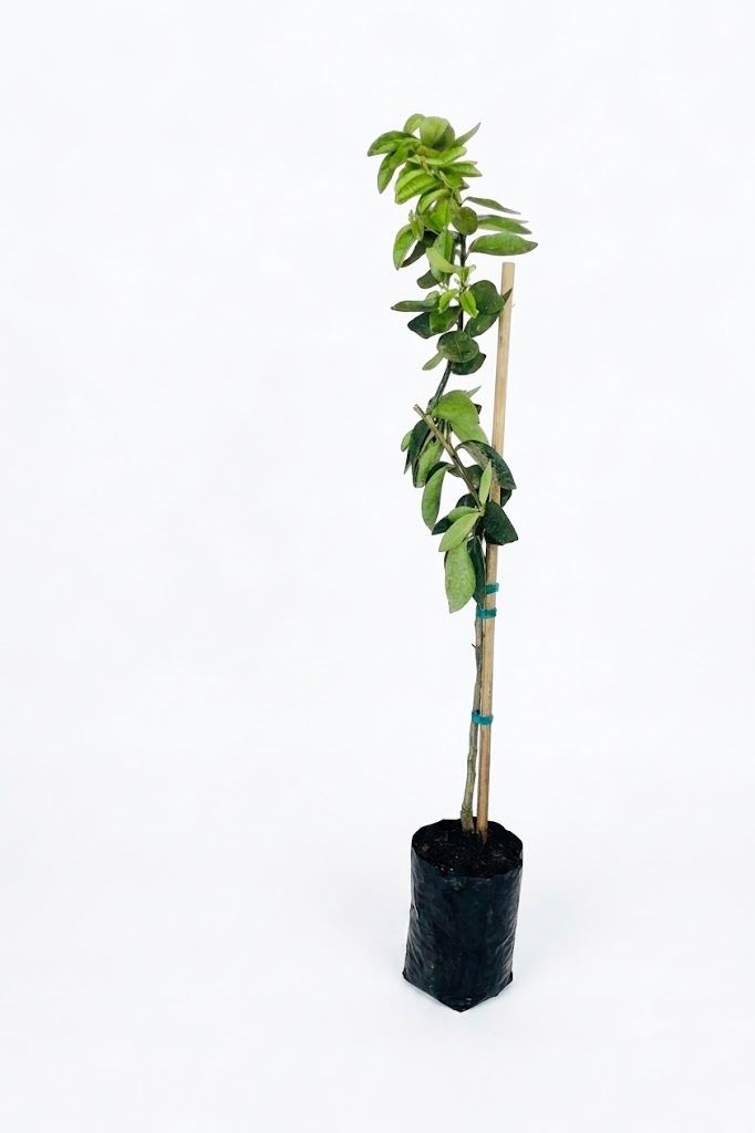 Citrus Latifolia "Bearss Lime" 5Liter