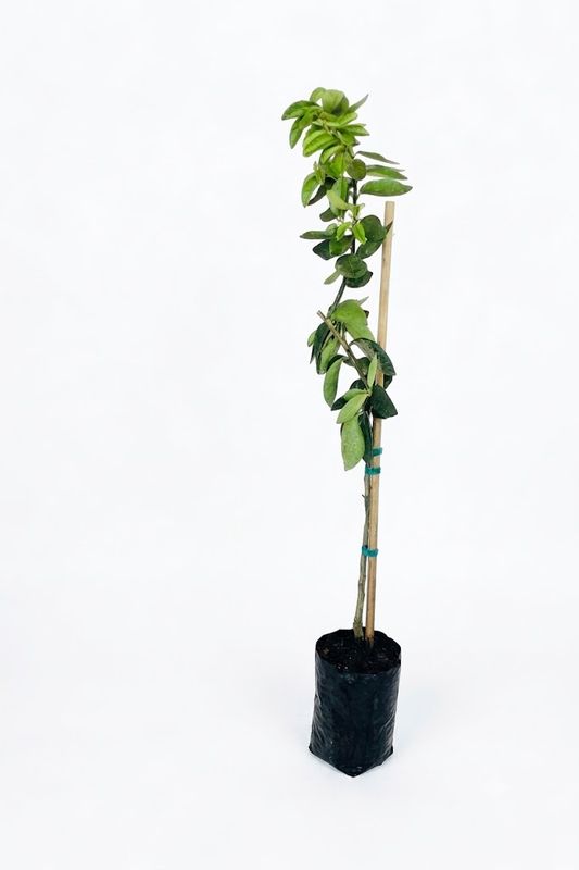 Citrus Latifolia "Bearss Lime" 5Liter