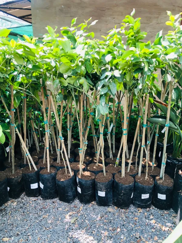 Citrus Limon "Lemon Eureka" 5Liter