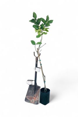 Citrus Limon "Lemon Eureka" 5Liter