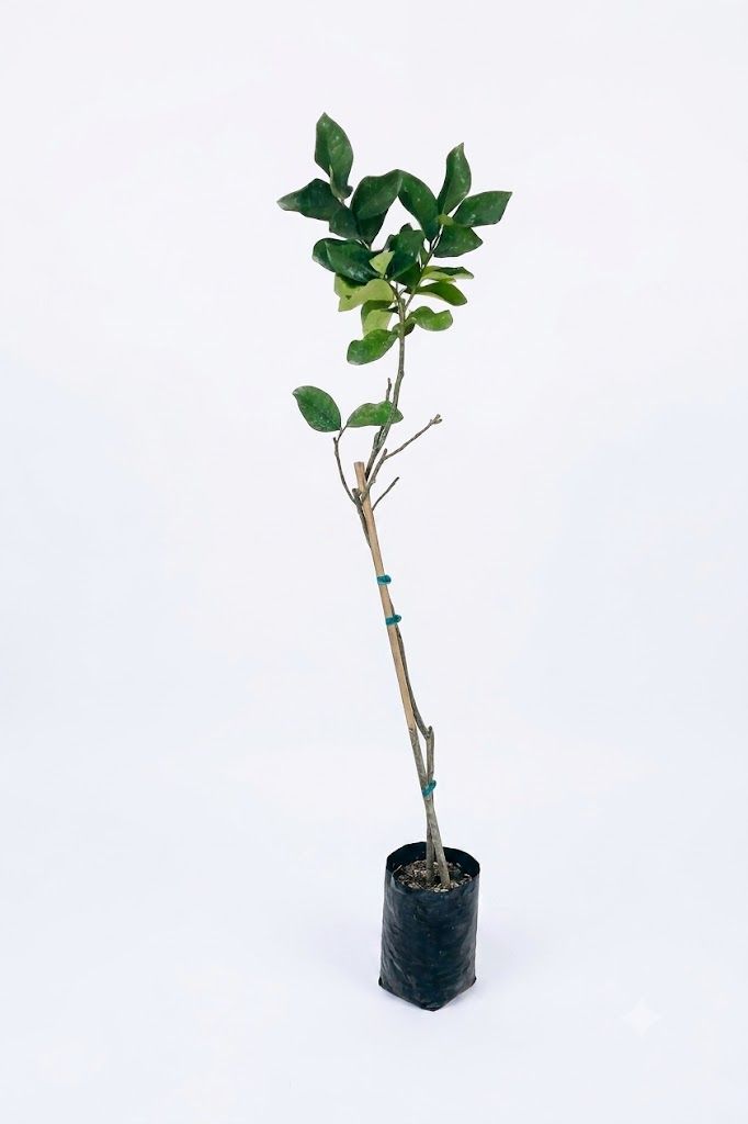 Citrus Limon "Lemon Eureka" 5Liter