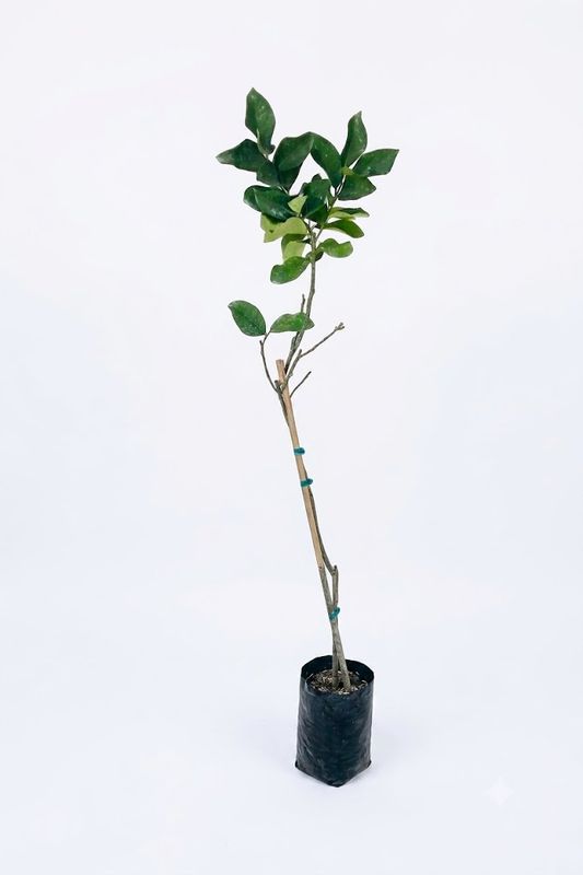 Citrus Limon "Lemon Eureka" 5Liter