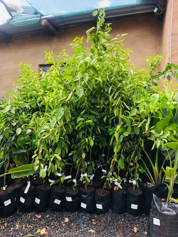 Citrus Jambhiri  "Rough Lemon" 5Liter