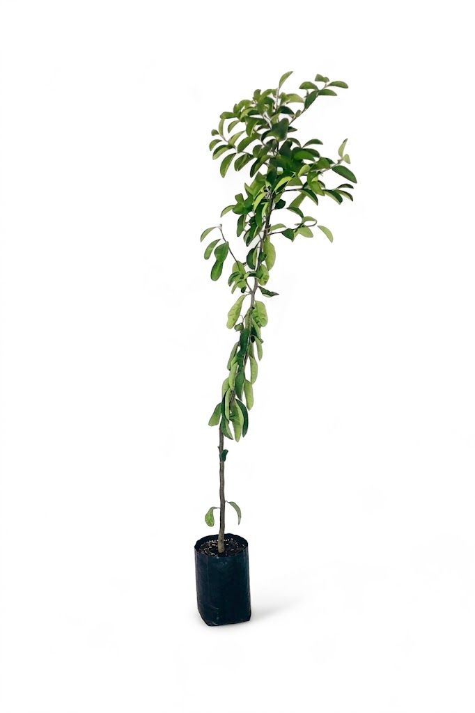 Citrus Jambhiri  "Rough Lemon" 5Liter