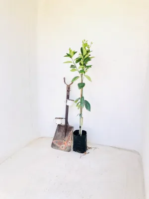 Citrus Sinensis "Orange Valencia" 5Liter