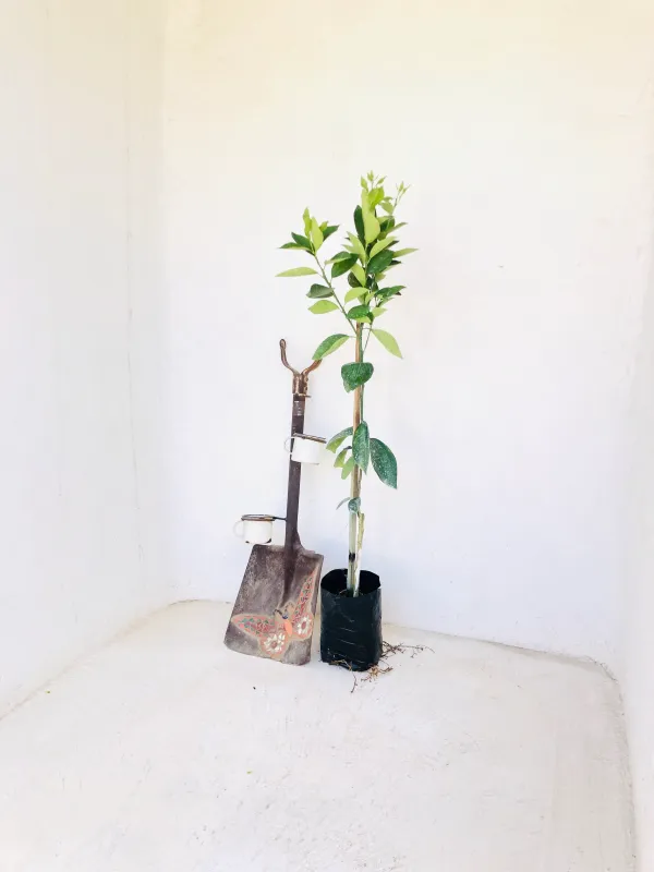 Citrus Sinensis "Orange Valencia" 5Liter
