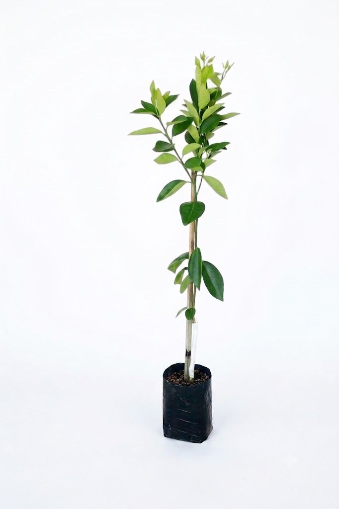 Citrus Sinensis "Orange Valencia" 5Liter