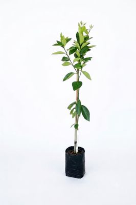 Citrus Sinensis "Orange Valencia" 5Liter