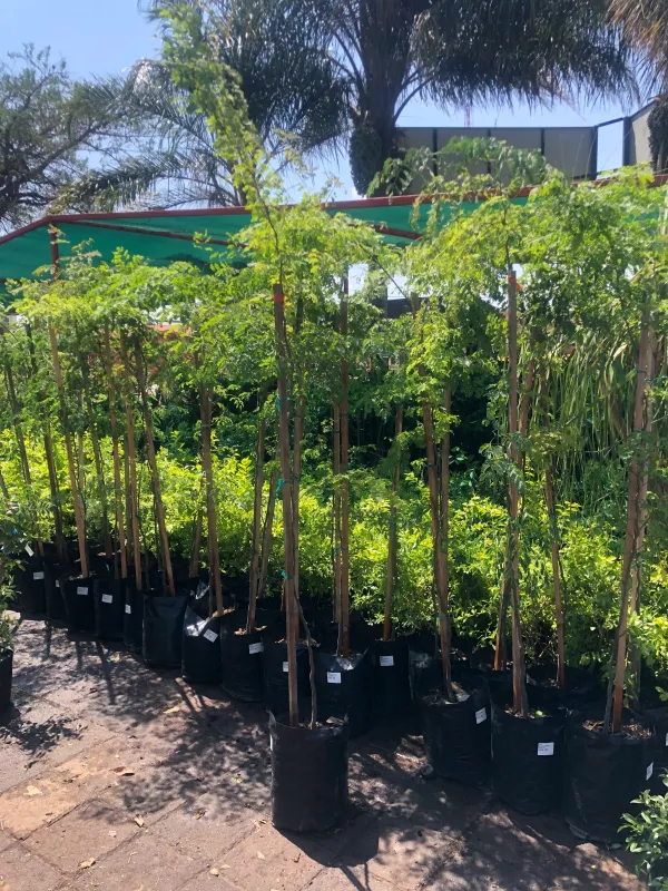 Caesalpinia Ferrea "Leopard Tree" 20Liter