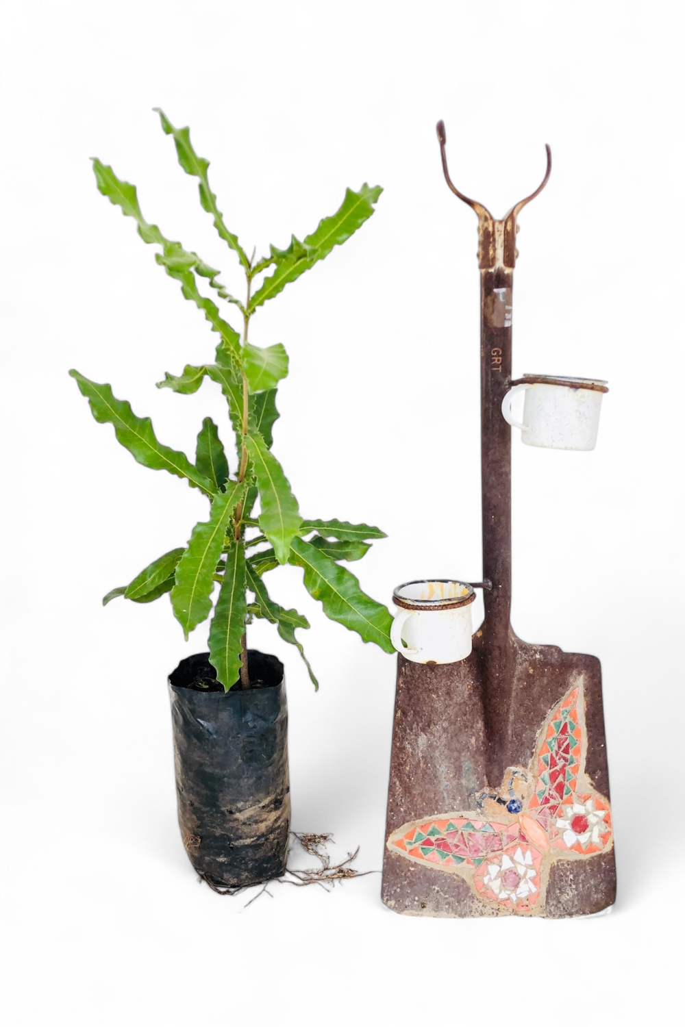 Macadamia Integrifolia "Beaumont Macadamia" 10Liter Macadamia Integrifolia "Beaumont Macadamia" 10Liter