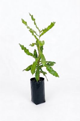 Macadamia Integrifolia "Beaumont Macadamia" 10Liter