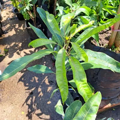 Mangifera Indica "Mango Sabre" 5Liter