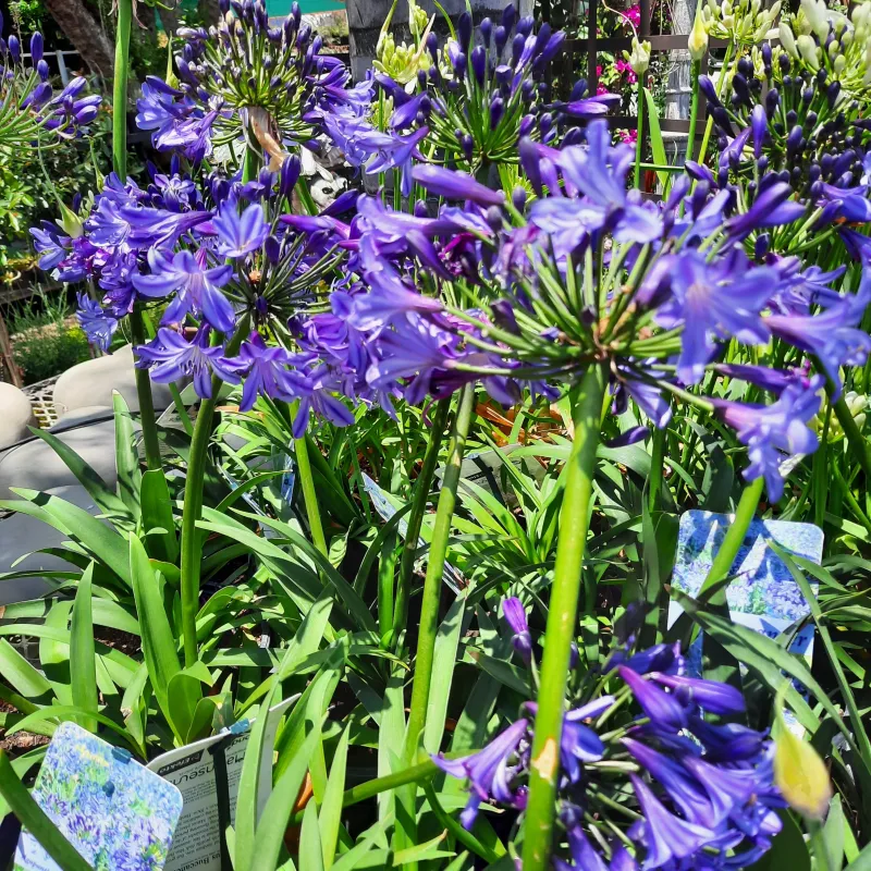 Agapanthus Buccaneer"Purple African Lily" 17cmPot (SOME PLANTS NOT FLOWERING YET)