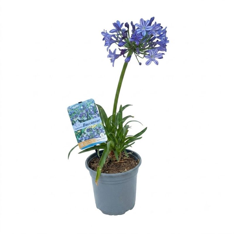 Agapanthus Buccaneer"Purple African Lily" 17cmPot (SOME PLANTS NOT FLOWERING YET)