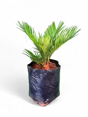 Cycas Revoluta "King Sago" 10Liter