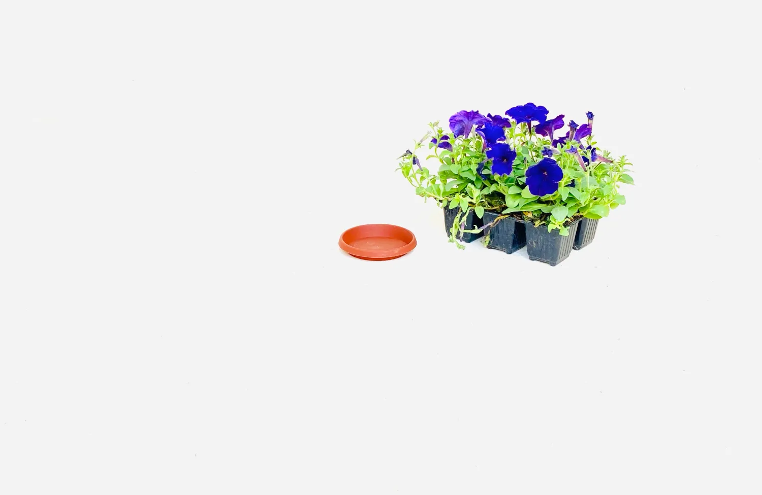 10cm Saucer Terracotta Width 10cm