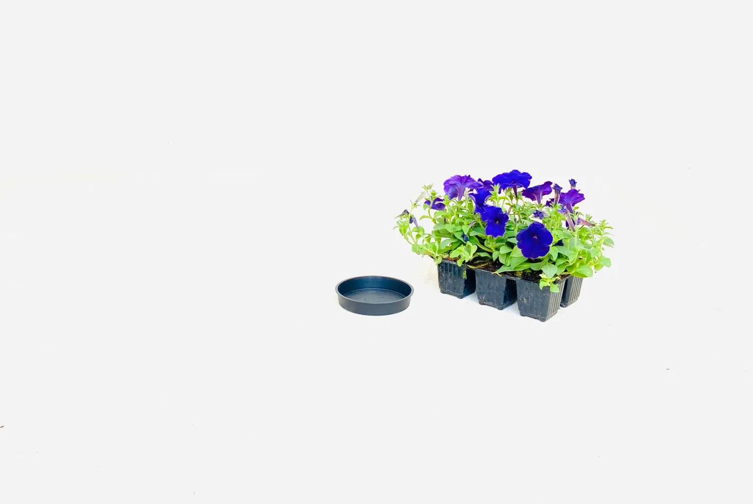 12,5cm Saucer Black Width 12.5cm
