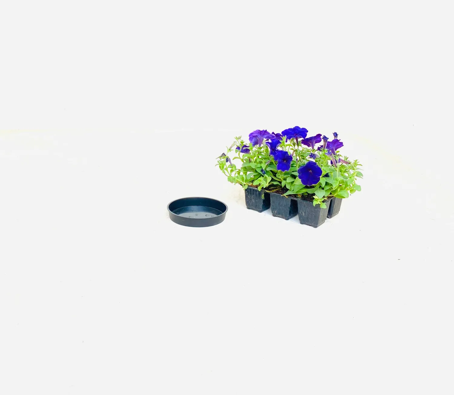 15cm Saucer Black Width 15cm