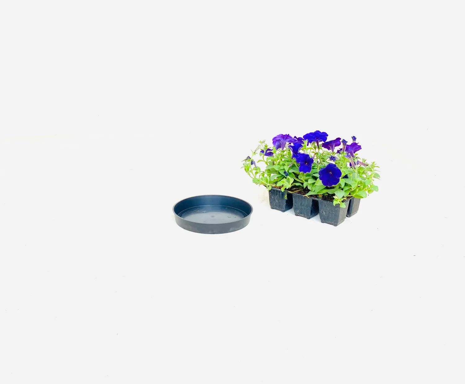 20cm Saucer Black Width 20cm
