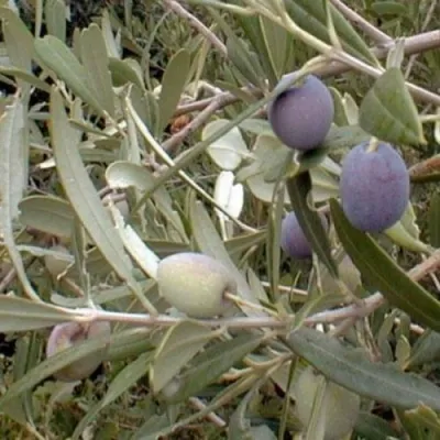 Olea Europaea "Olive Mission" 20Liters
