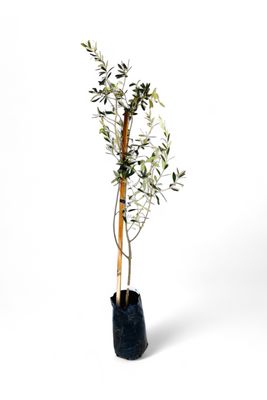 Olea Europaea "Olive Mission" 20Liters