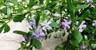 Freylinia Lanceolata "Honey Bell Bush" Patio Standard 19cmPot H800mm