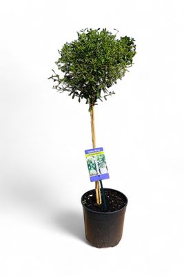 Freylinia Lanceolata "Honey Bell Bush" Patio Standard 19cmPot H800mm