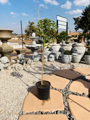 Ligustrum Japonicum "Japanese Privet" 23cmPot  Standard H 1100mm