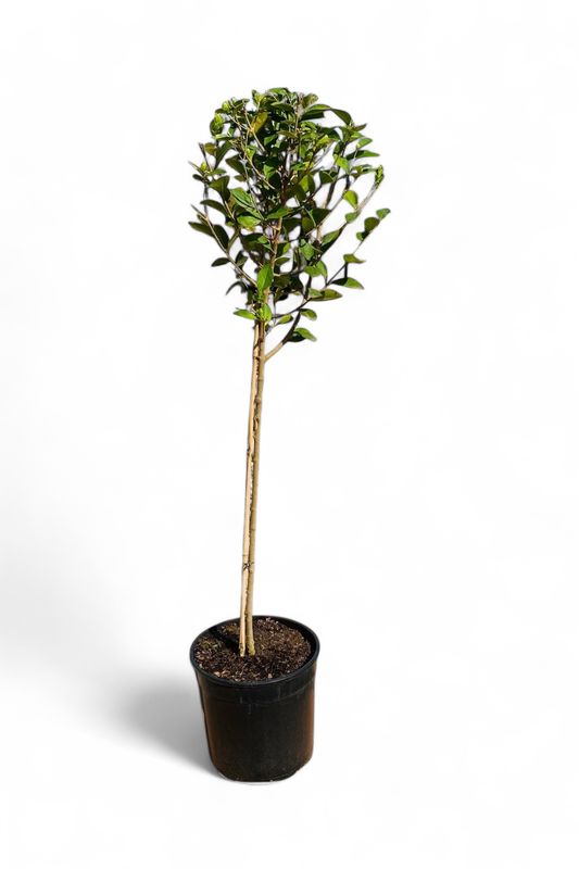 Ligustrum Japonicum "Japanese Privet" 23cmPot  Standard H 1100mm