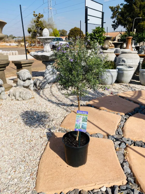 Westringia Fruticosa  "Blue Haze Coastal Rosemary" Patio Standard 19cmPot H800mm
