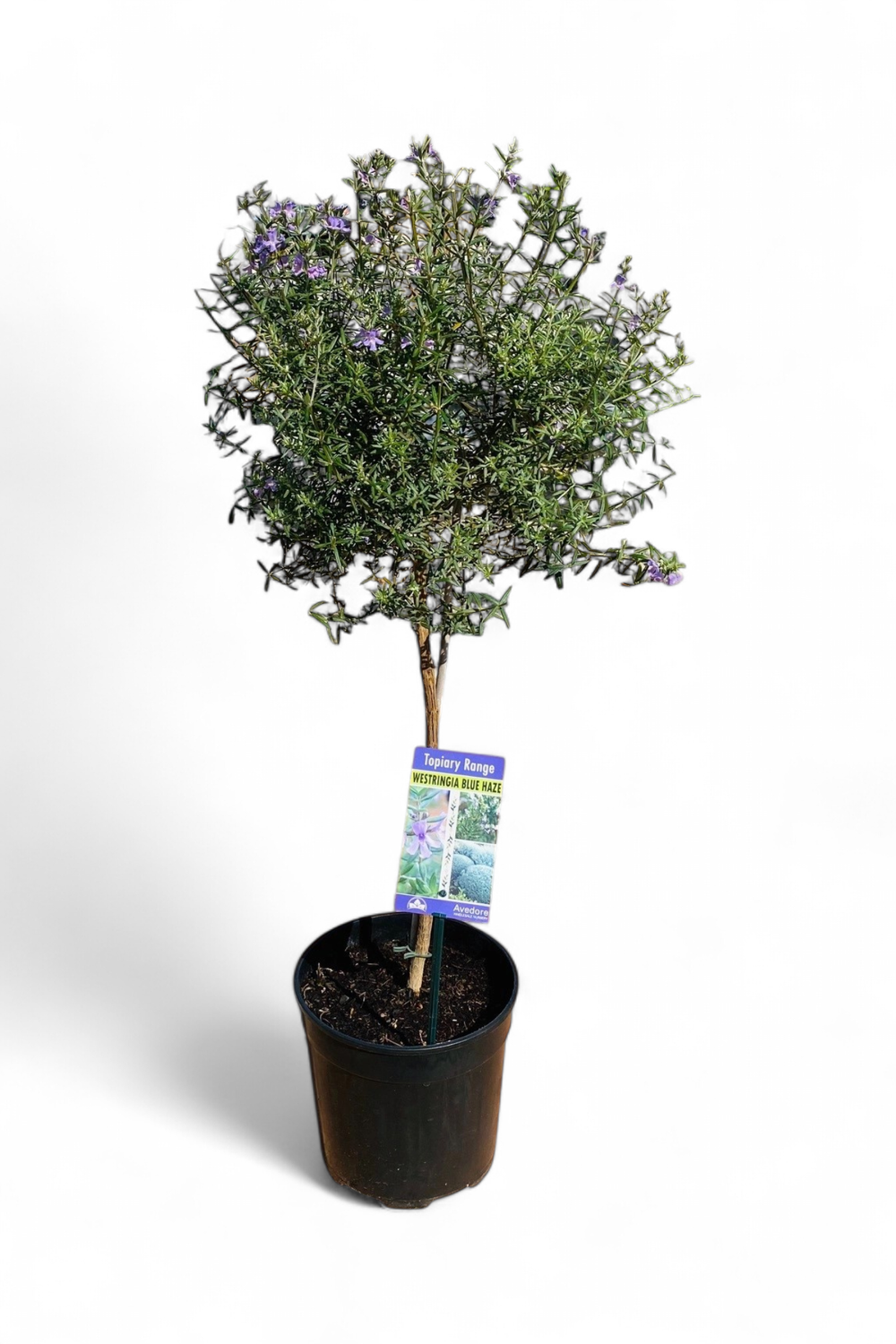 Westringia Fruticosa  "Blue Haze Coastal Rosemary" Patio Standard 19cmPot H800mm