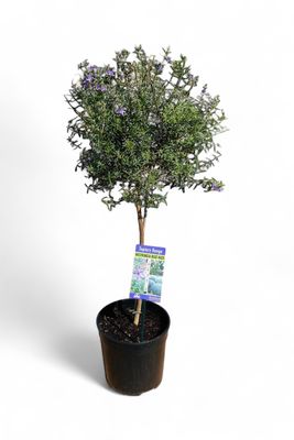 Westringia Fruticosa  "Blue Haze Coastal Rosemary" Patio Standard 19cmPot H800mm