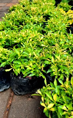 Alternanthera Yellow "Yellow Josep's Coat" 10cm