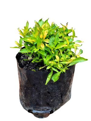 Alternanthera Yellow "Yellow Josep's Coat" 10cm