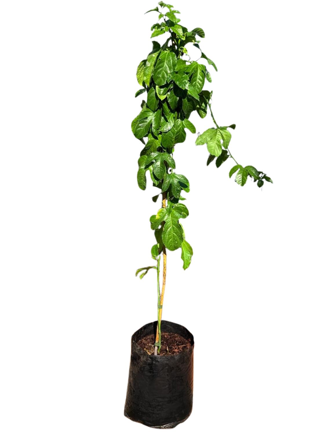 Passiflora Edulis "Granadilla" 10Liter