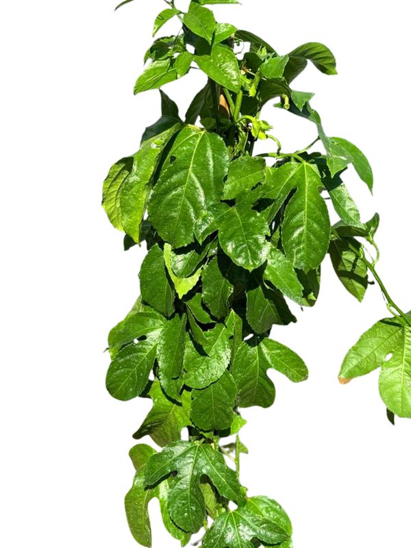 Passiflora Edulis "Granadilla" 10Liter