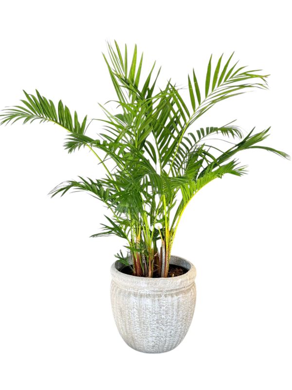 Round Wave Pot Large Whitewash Finish - H350mm x W390mm - 12kg