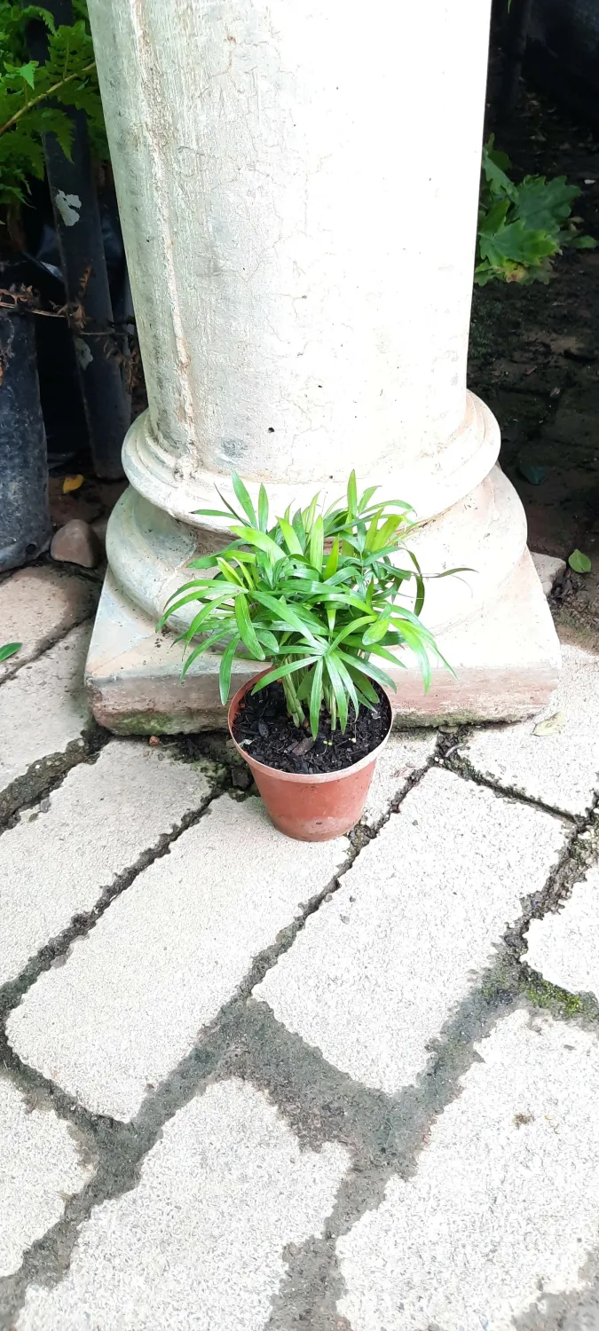 Chamaedorea Elegans "Love Palm" 10cm Pot