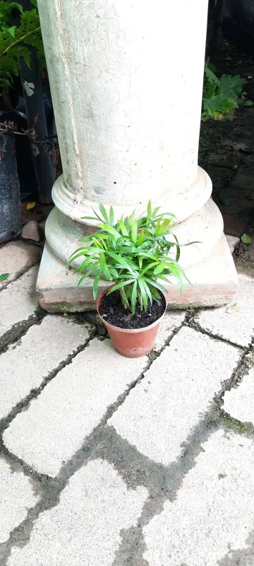 Chamaedorea Elegans "Love Palm" 10cm Pot