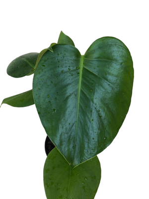 Monstera Deliciosa ""Swiss Cheese Plant" 15cmPot