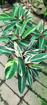 Stromanthe Sanguinea  "Triostar" 14cmPot