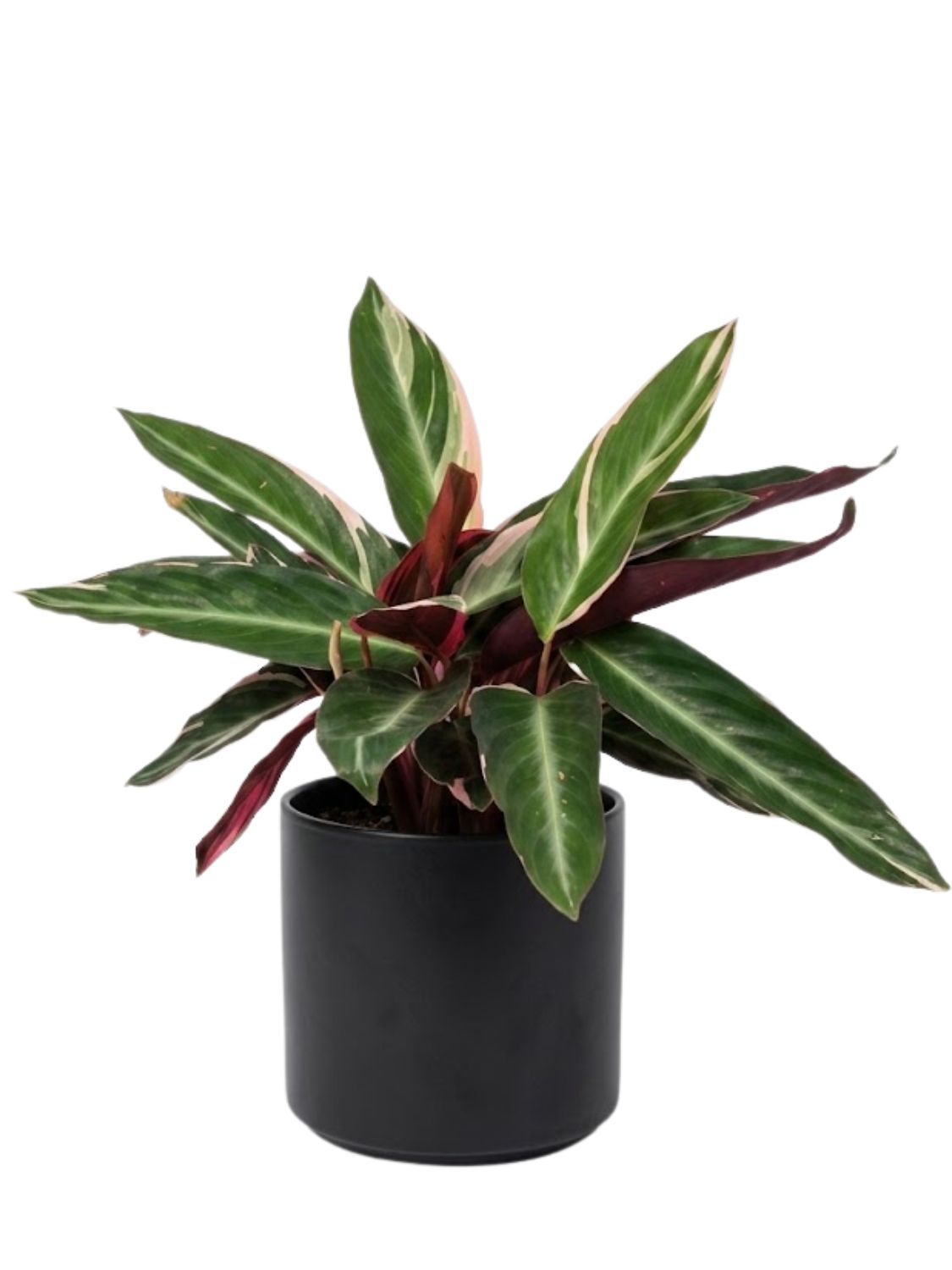 Stromanthe Sanguinea  "Triostar" 14cmPot