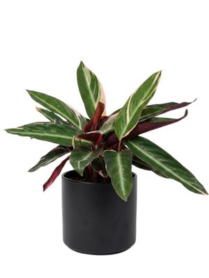 Stromanthe Sanguinea  "Triostar" 14cmPot