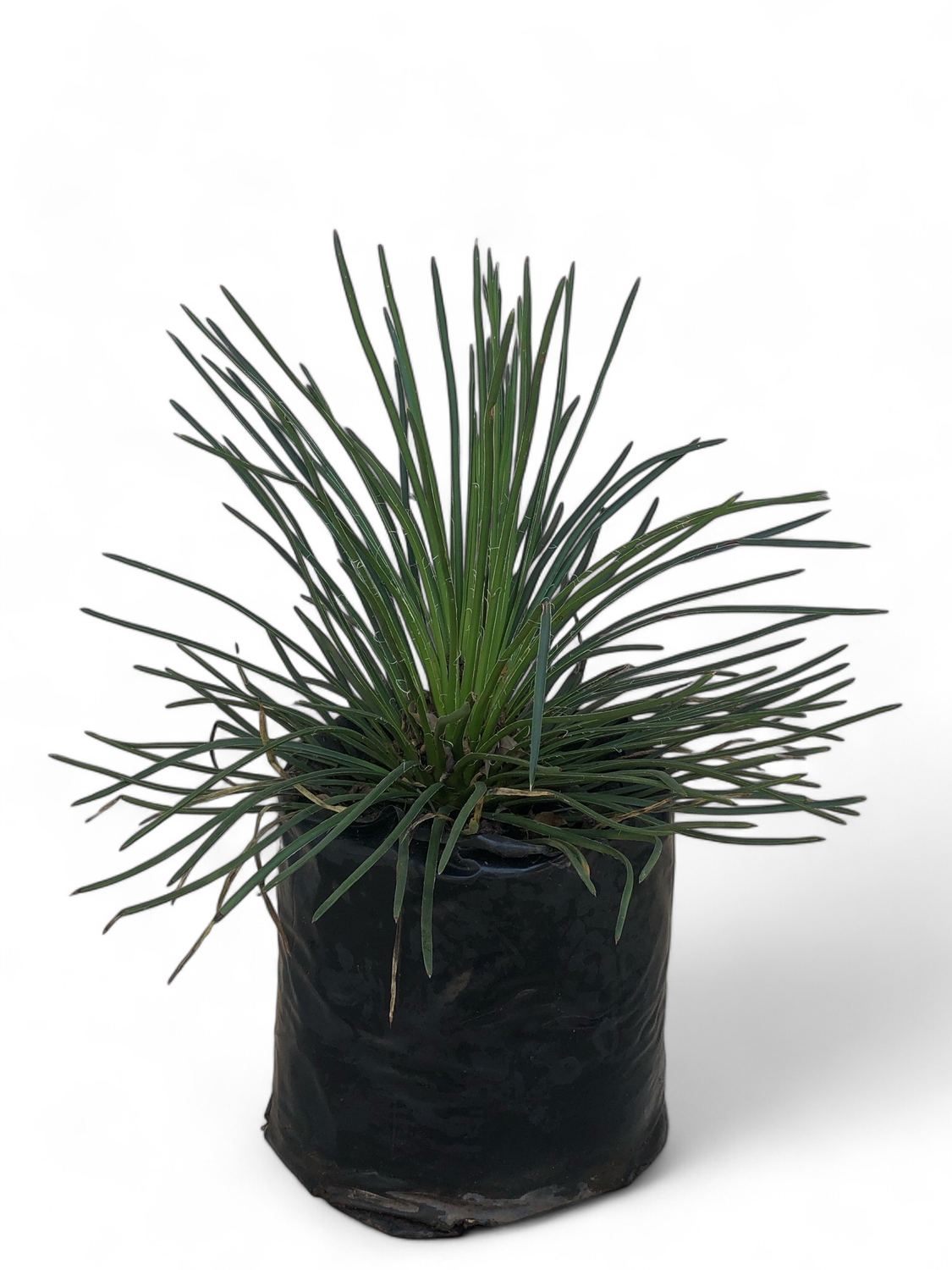 Agave Geminiflora "Thread Agave" 10Liter