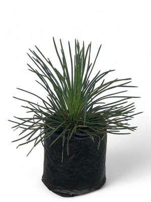 Agave Geminiflora "Thread Agave" 10Liter